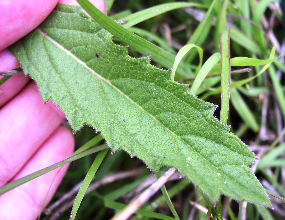 Verbena rigida